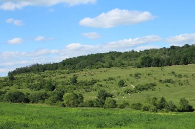 Ormandaki manzara, Ukrayna