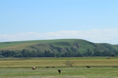Ağaç tarlası ve dağ arkaplanı olan güzel bir manzara.