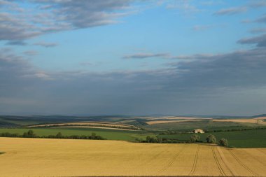 Buğday tarlası olan güzel bir manzara.