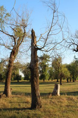 Ağaç dalları, doğa bitki örtüsü.