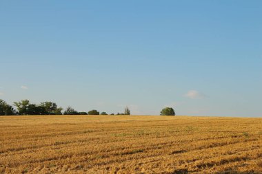 Yaz aylarında olgun buğday alanı