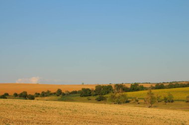 Akşamları güzel buğday tarlaları