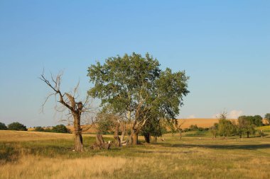 Tarlada saman balyaları olan bir tarla