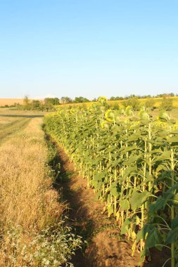 Genç ayçiçeği tarlası