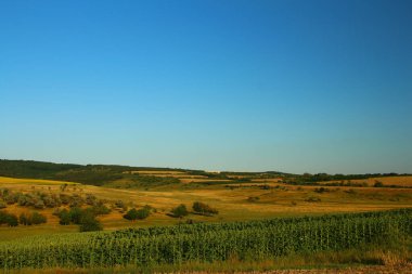 Bir buğday tarlasının güzel manzarası