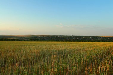 yeşil buğday tarlası ve mavi gökyüzü