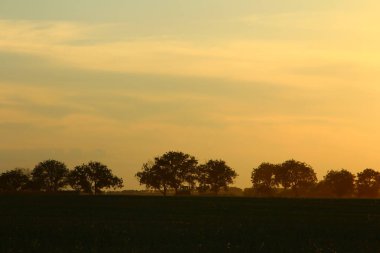Kırsalda gün batımı. Tarladaki ağaçlar.