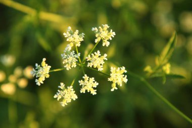 yeşil çimenler ve çiçekler