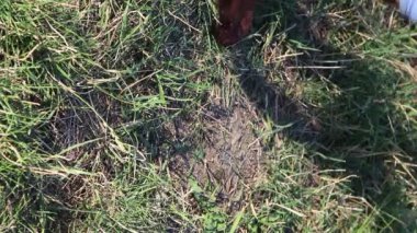 tarladaki kuru otlar