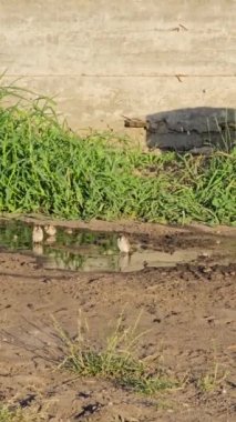 Ormanda küçük bir nehir.