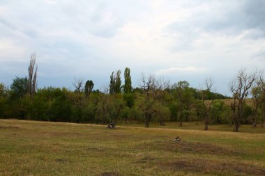 Bir tarla ve ağaçlı bir çayır..