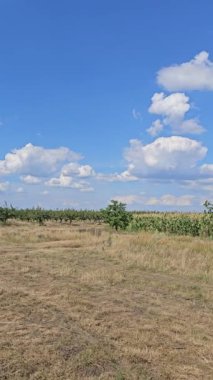 Buğday tarlası ve mavi gökyüzü olan güzel bir manzara.