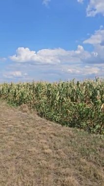 Kırsal alanda bir mısır tarlası manzarası