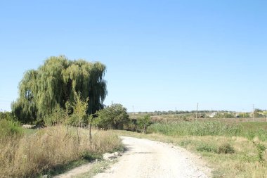 İsrail 'in kuzeyinde bir ormanda yol