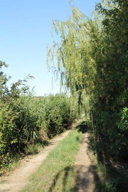 Almanya 'da orman ve tarlalarda yol