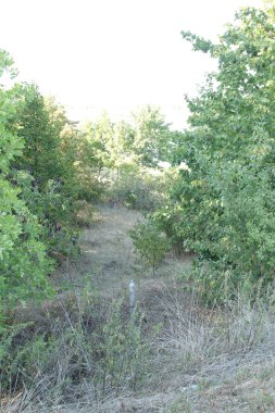 Yazın ağaçların ormanı