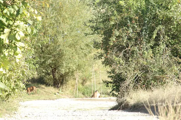 Kırsalda yol
