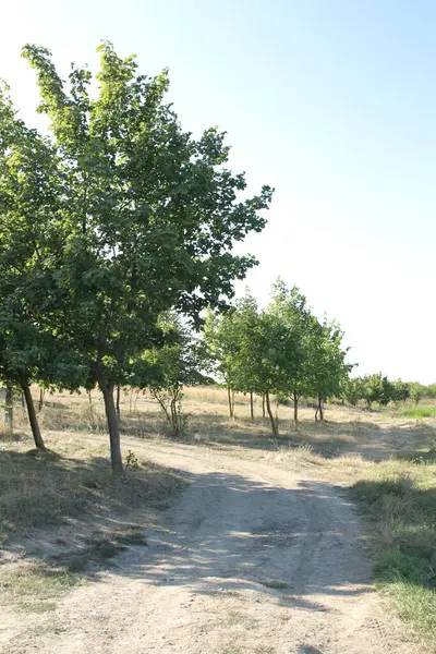 Ağaçların arasındaki yol..