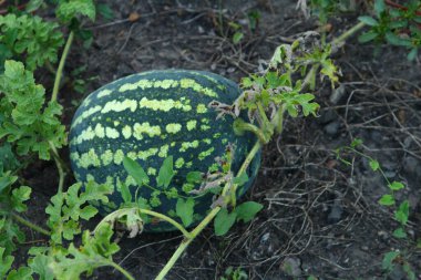 Yerde küçük bir karpuz.