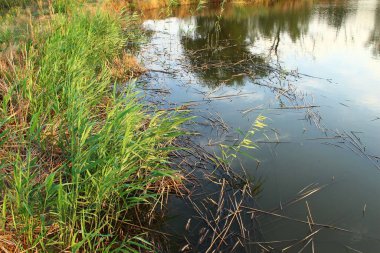 Ormandaki nehir, Flora