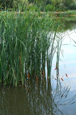 Yazın gölde sazlar