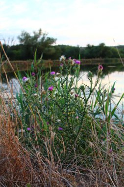 Bahçedeki güzel çiçekler