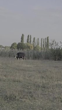 Kırsaldaki çayırlarda otlayan inekler