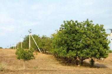 Ormandaki ağaç dalları