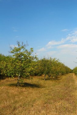 Doğanın güzel manzarası