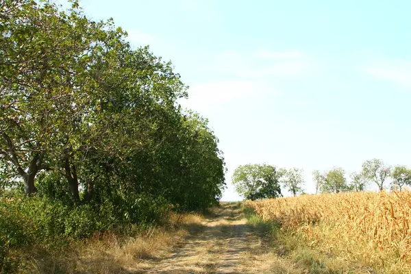 Kırsal alan, doğa.
