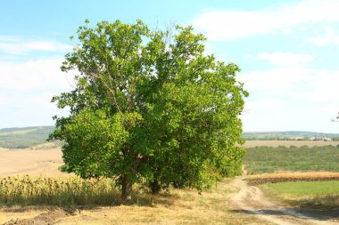 bir ağaç kırsal manzara
