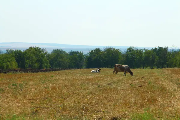 Atlar tarlada