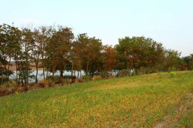 Ağaçlar ve ormanlarla dolu sonbahar manzarası