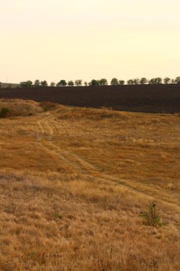 Ağaçlarla kaplı kırsal alan