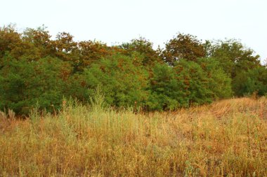 Ormanlı sonbahar manzarası