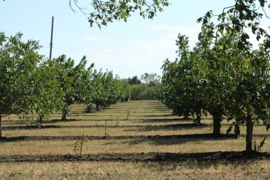 Parktaki ağaçlar ve bitkiler