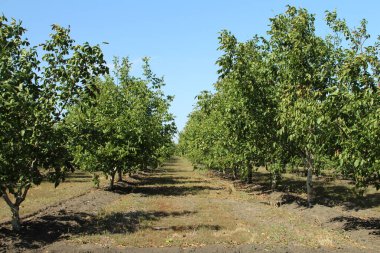 orchard elma ağacı