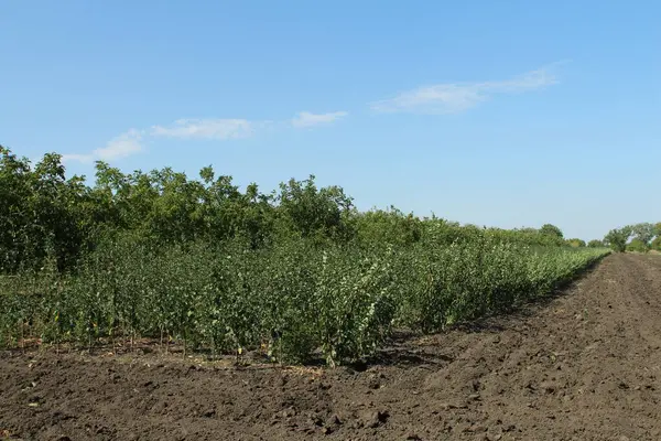 Bahçede yeşil bitkiler var.
