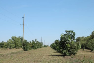 Ormandaki yol. ağaçlar ve bitkiler.