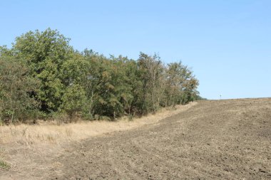 Ormandaki yeşil çayırda toprak bir yol..