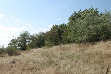 Yazın büyük bir çim tarlası