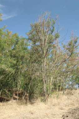 Ağaçlar ve gökyüzü