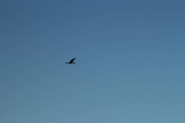 Martı gökyüzünde uçuyor.