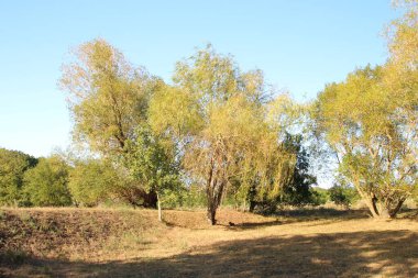 Sonbahar ağaçları ve mavi gökyüzü
