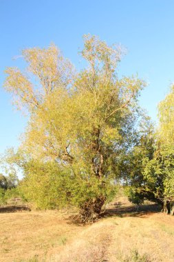 Sonbahar ormanı, doğa bitki örtüsü ve yapraklar.