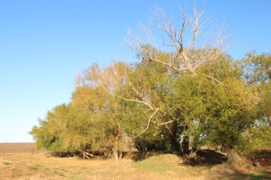 Altın buğday ağacı ve tarlası.