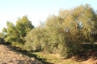 Ağaçları ve yeşil otları olan güzel bir manzara.
