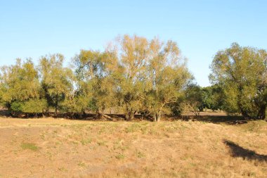 Sonbahar manzarası, sonbahar yapraklarındaki ağaçlar