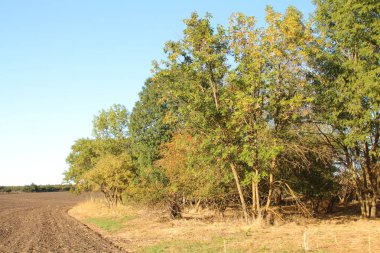 Ağaçlar ve yapraklarla dolu sonbahar manzarası