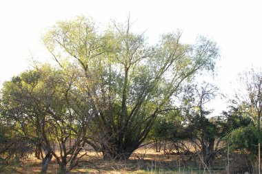 Parktaki büyük ağaçlar..